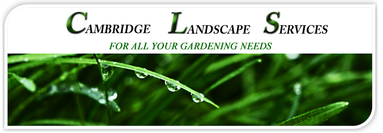 Cambridge Landscape Services for ALL your gardening needs, grass, hedges, lawn maintenance